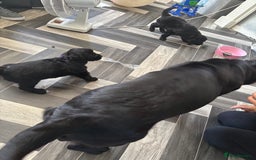 Cockerdor dogs for sale: 3 beautiful cockerador baby’s  - Image 20
