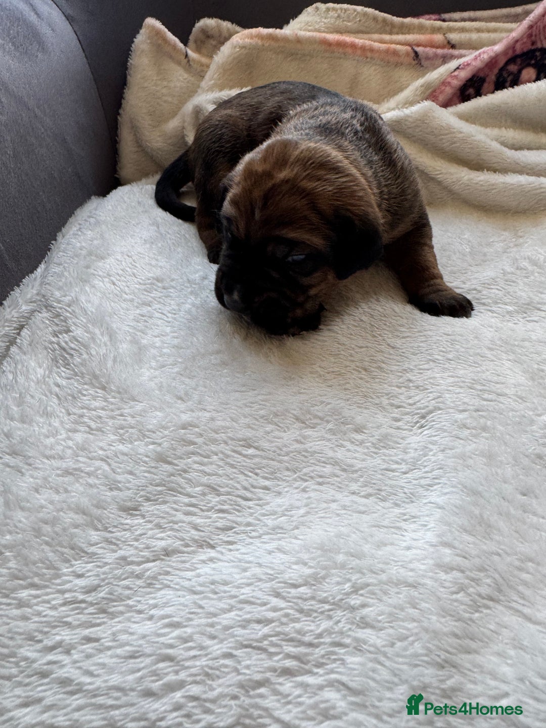 Cane Corso dogs for sale: 6 beautiful cane Corso puppies  - Advert 11