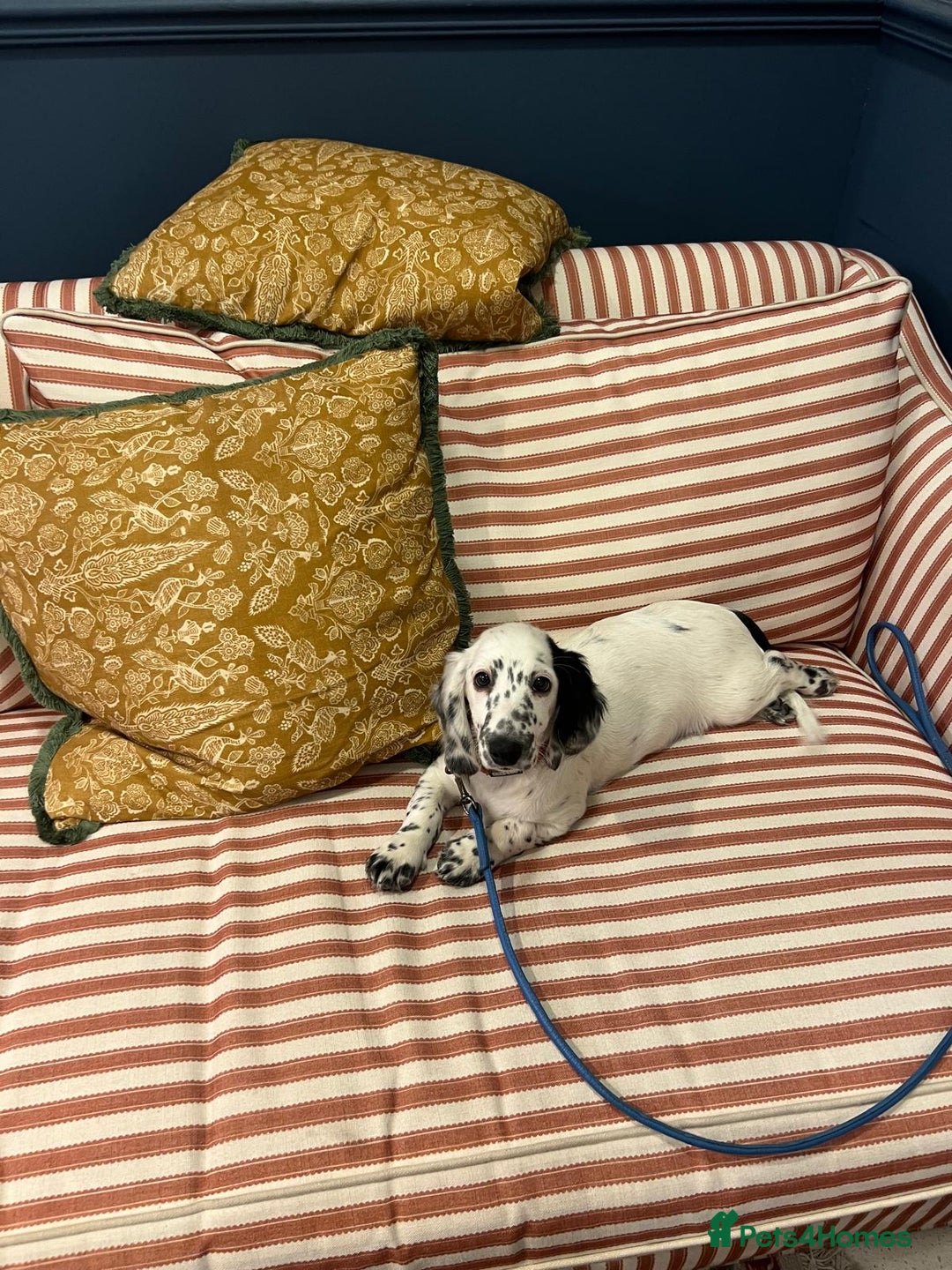 Dachshund dogs for sale: Last piebold black and white Dachshund Puppy  - Advert 13