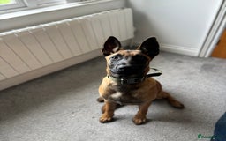 Belgian Shepherd Dog dogs for sale: A gorgeous Mali pup available  - Image 5