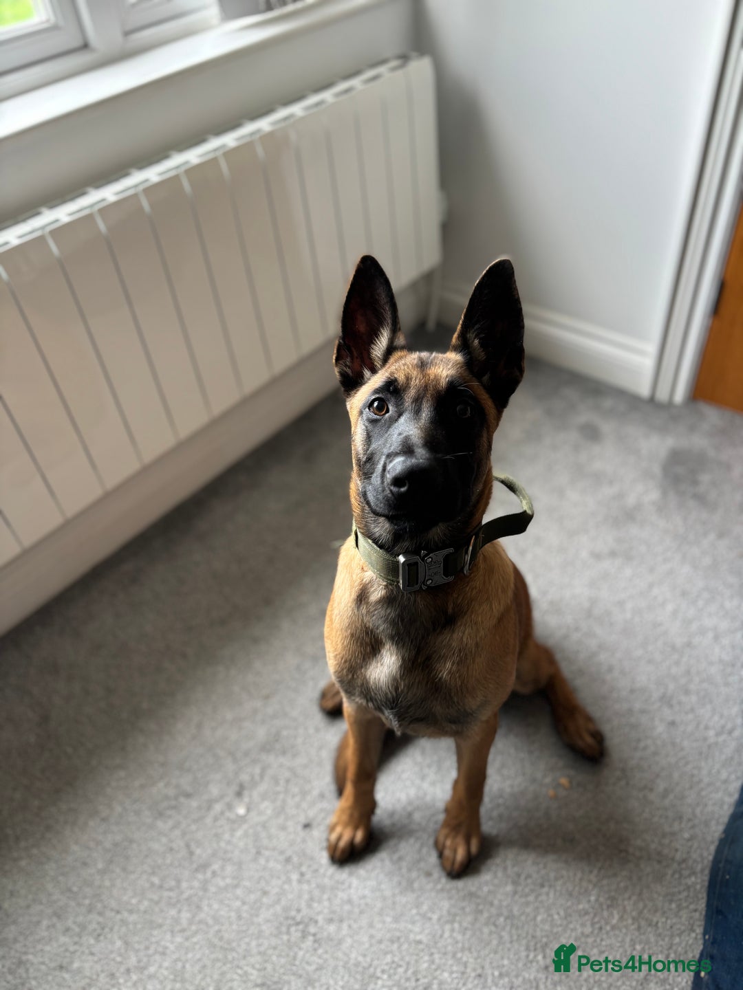 Belgian Shepherd Dog dogs for sale: A gorgeous Mali pup available  - Image 5