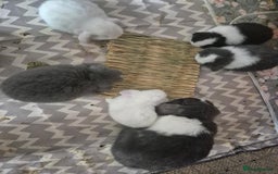 Mini Lop rabbits for sale: 💙 Baby Minilops Ready 25th💙  - Image 12