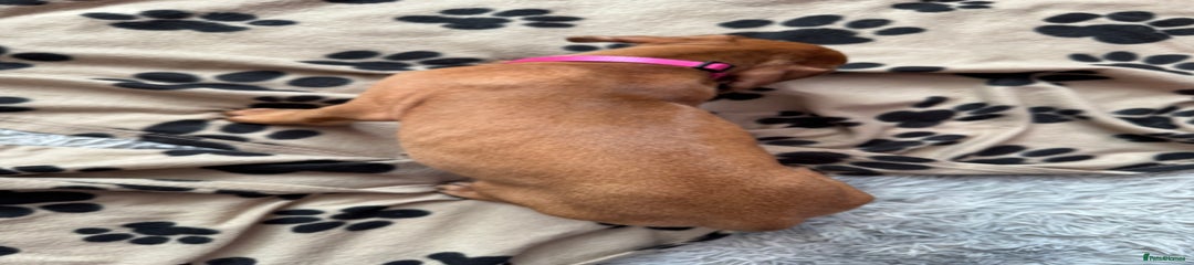 Rhodesian Ridgeback Puppy 10 SOLD