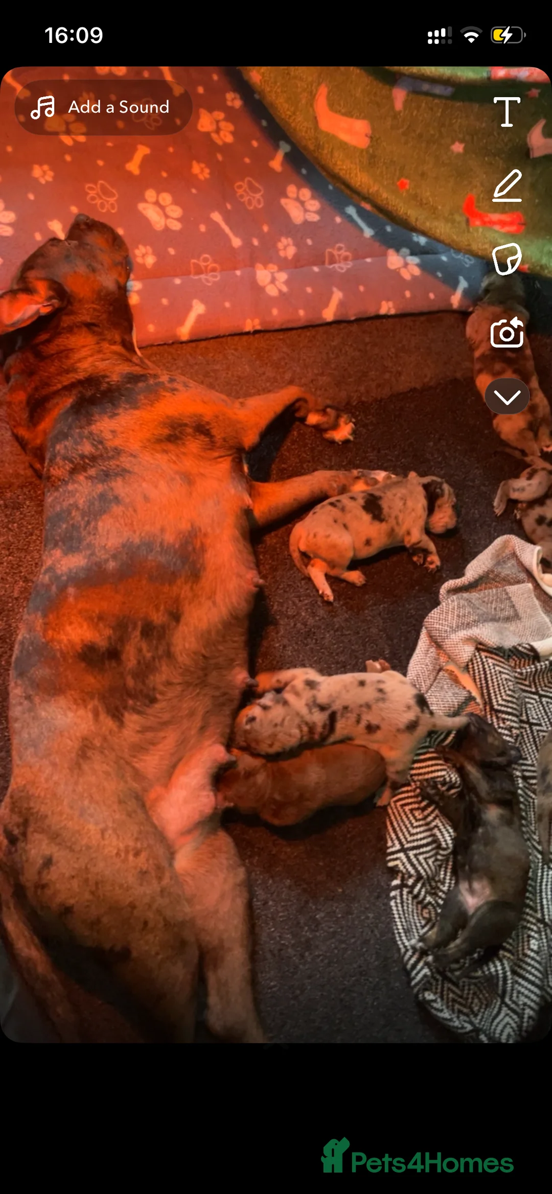 Mixed Breed dogs for sale: Cane corso x catahoula x bulldog mixbreed - Advert 5