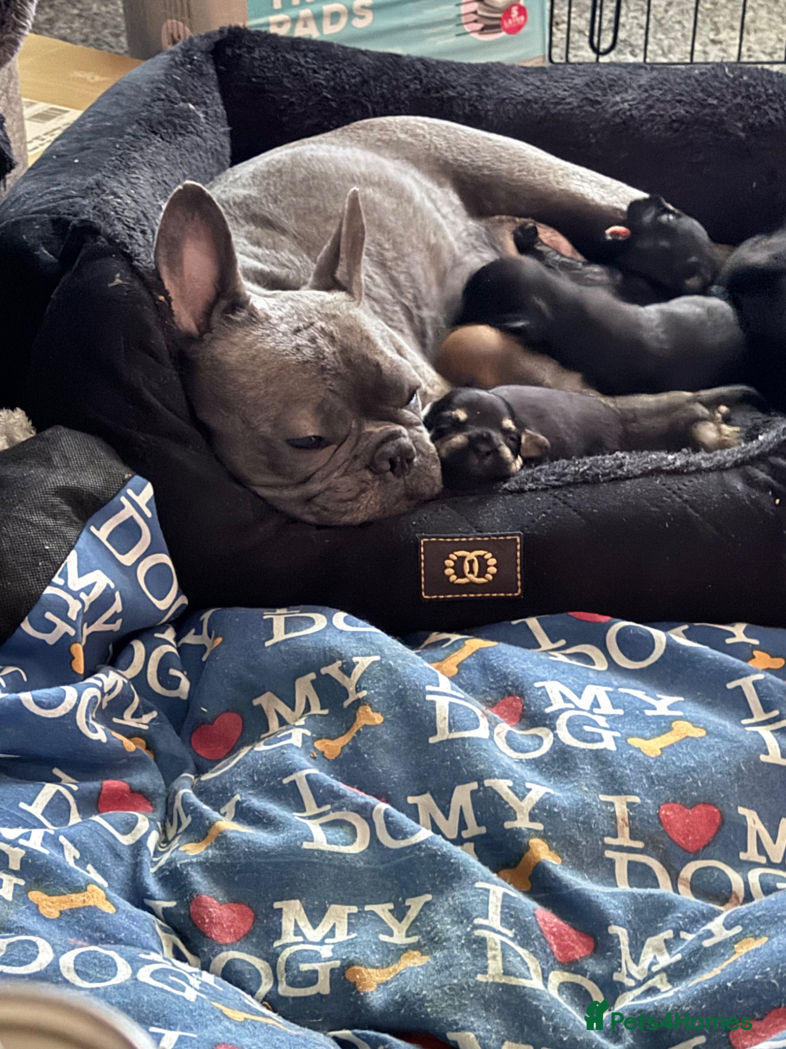 Mixed Breed dogs Frorkie puppies miniature frenchie/yorkie - Advert 1