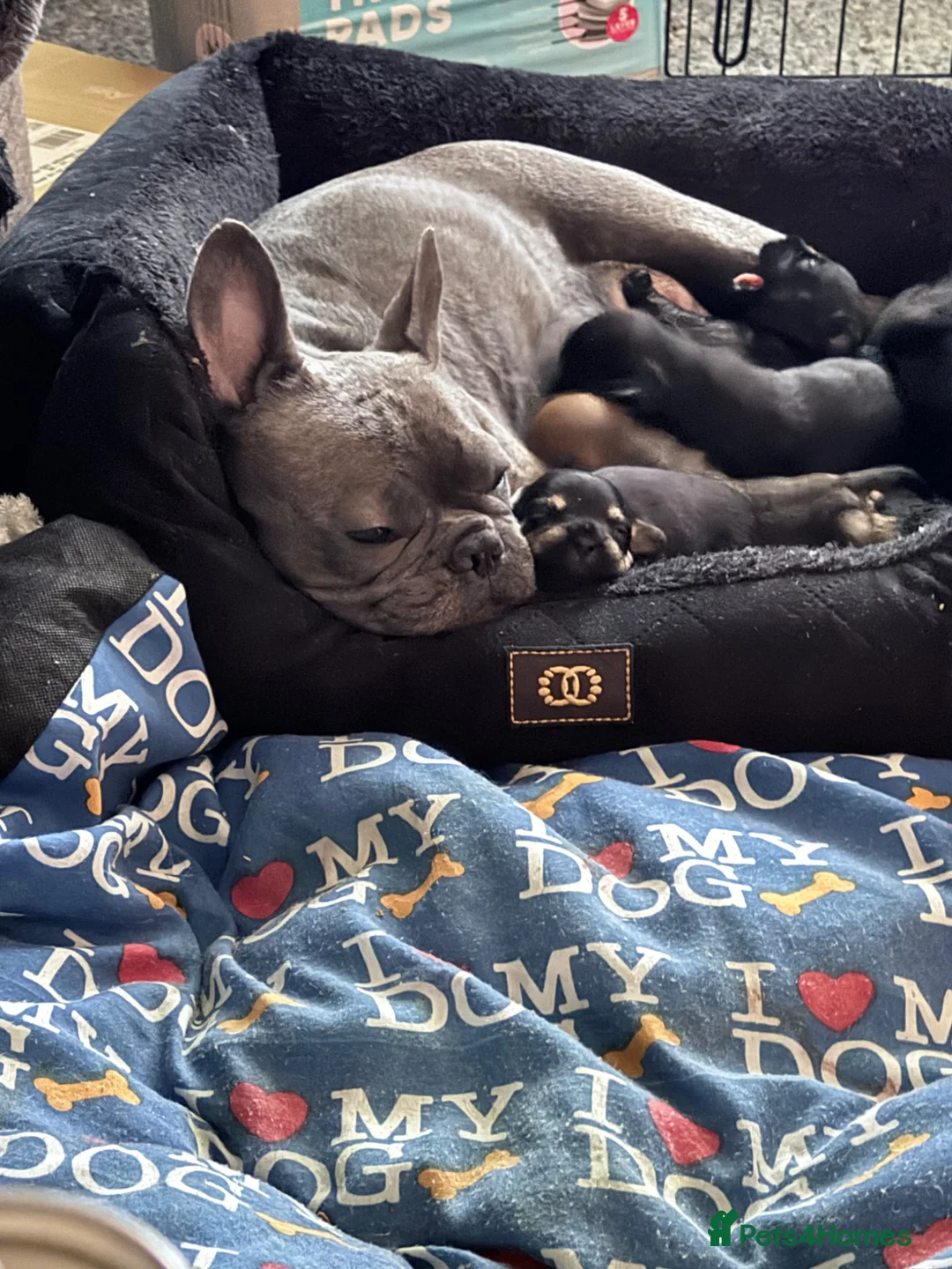 Mixed Breed dogs for sale: Frorkie puppies miniature frenchie/yorkie - Advert 1