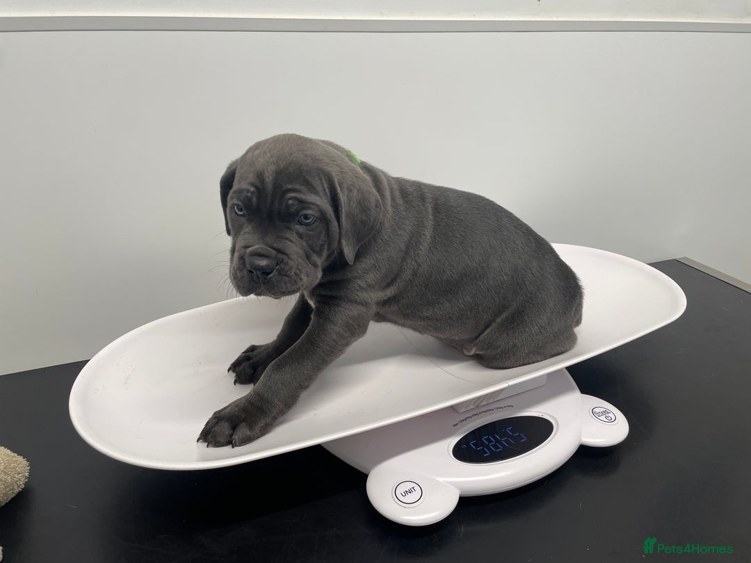 Cane Corso dogs for sale: CANE CORSO TOP QUALITY STRAJANO BLOODLINE FERMINTO - Advert 9