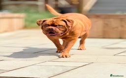 Dogue De Bordeaux dogs for sale: Looking for his final and forever home - Image 7