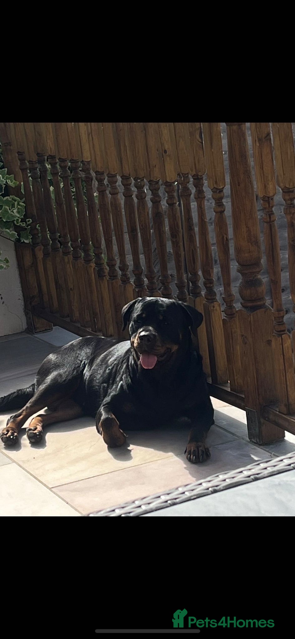 Mixed Breed dogs Rottweiler X Olde Tyme bulldog puppies  - Advert 1