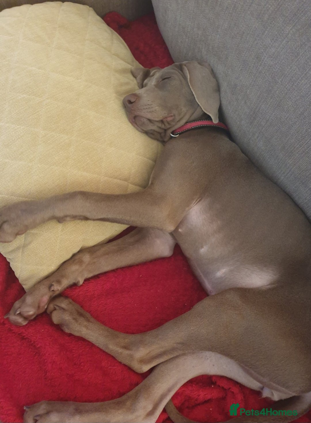 Weimaraner dogs for sale: 13 week old weimaraner pup - Advert 2