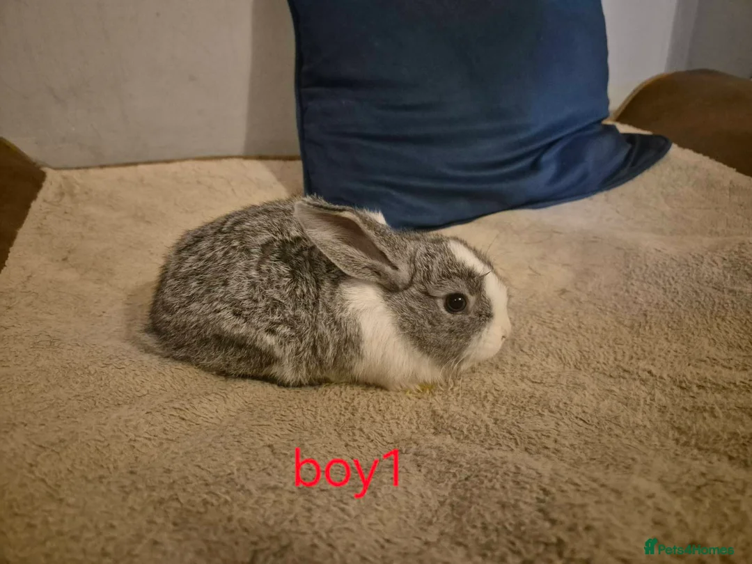 Mixed Breed rabbits for sale: 6 beautiful mini lop/lop rabbits 3 boys 3 girls  - Advert 12