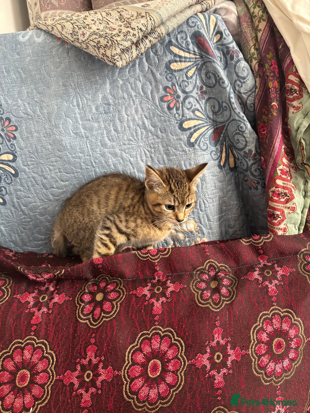 Mixed Breed cats for sale: 12 WEEK KITTEN FOR SALE | CHECK DESCRIPTION  - Advert 1