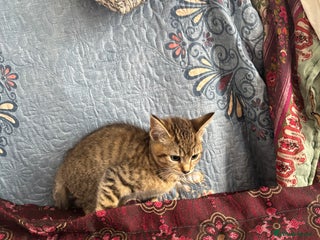 Mixed Breed cats 12 WEEK KITTEN FOR SALE | CHECK DESCRIPTION - Advert 13