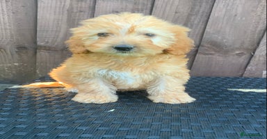 Cockapoo dogs - Advert 1