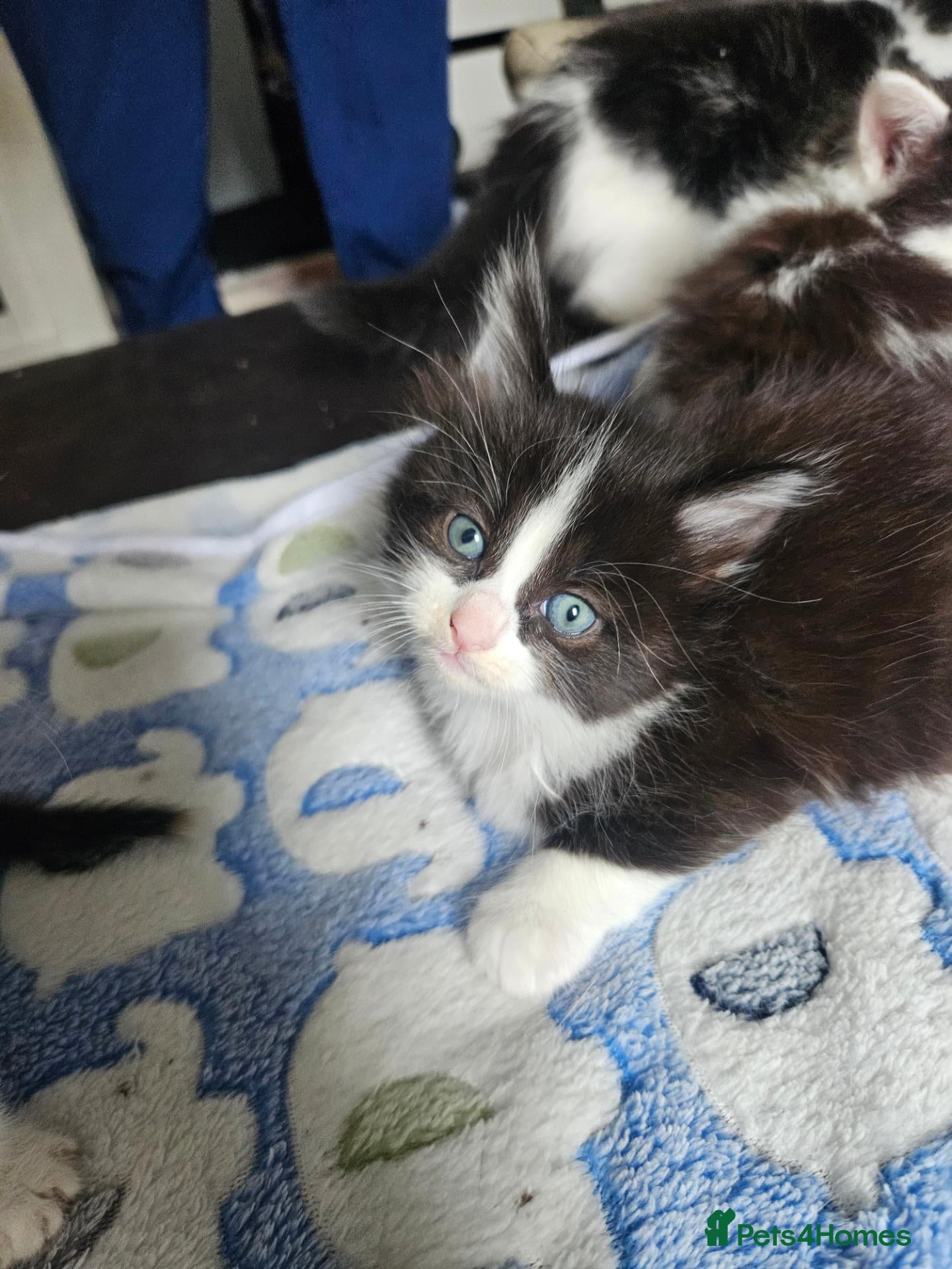 Mixed Breed cats 4 adorable kittens - Advert 1