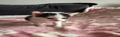 Domestic Shorthair Kitten 2