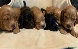 Cocker Spaniel dogs for sale: Adorable Show Cockers - Image 9