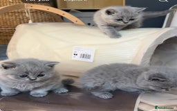 British Shorthair cats for sale: British shorthair kittens London(1 girl only) - Image 21