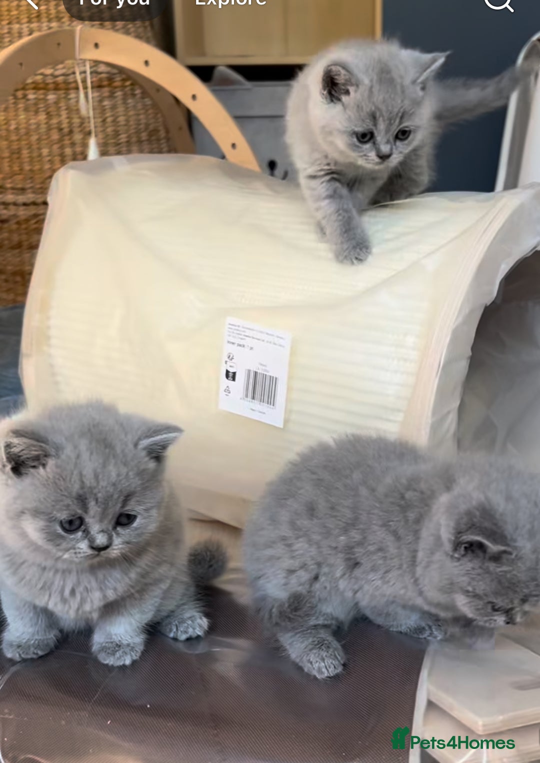 British Shorthair cats for sale: British shorthair kittens London(1 girl only) - Image 21