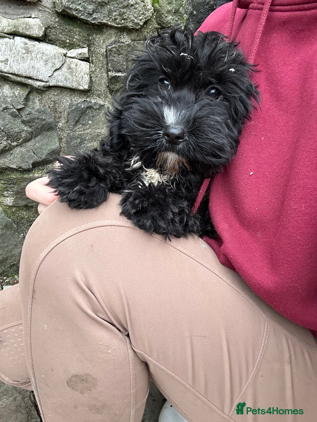 Cockapoo dogs for sale: Cockapoo puppies ready now  - Advert 10