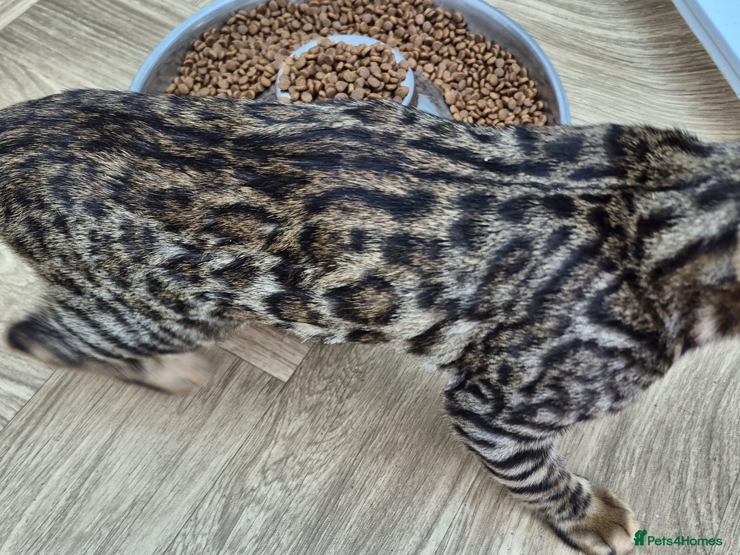 Bengal cats for sale: Bengal boy - Image 21