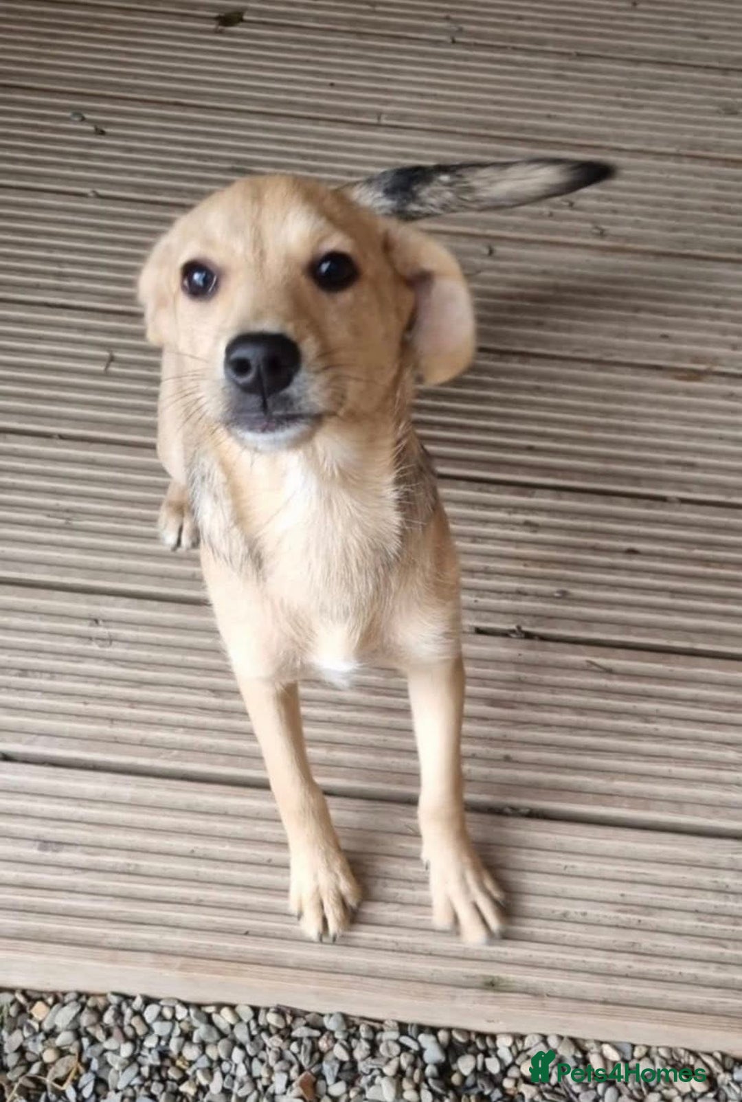Mixed Breed dogs for adoption: Daisy - In Ayr looking for a home - Image 10