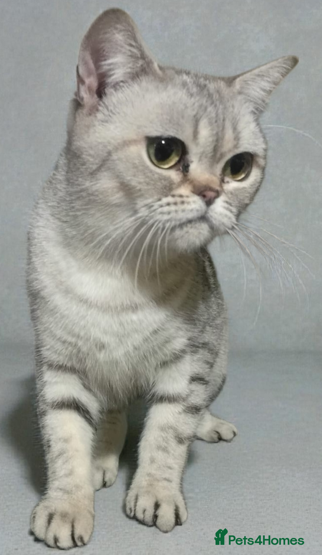 British Shorthair cats for sale: GCCF Active Blue - Silver spotted - Advert 3
