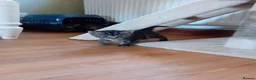 British Shorthair cats for sale: Beautiful mackerel tabby kittens in Stockbridge - Advert 21