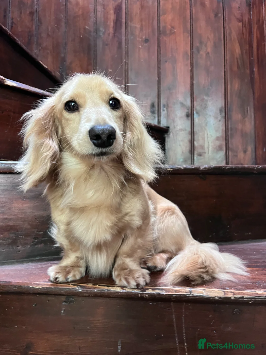 Miniature Dachshund dogs for stud: PROVEN KC CREAM MINIATURE LONG DACHSHUND STUD - Advert 3
