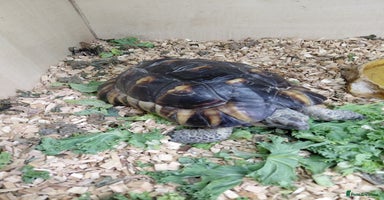 Tortoise reptiles  Marginated   tortoise  - Advert 7