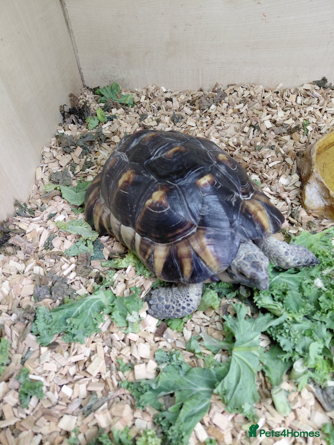 Tortoise reptiles for sale:  Marginated   tortoise  - Advert 3