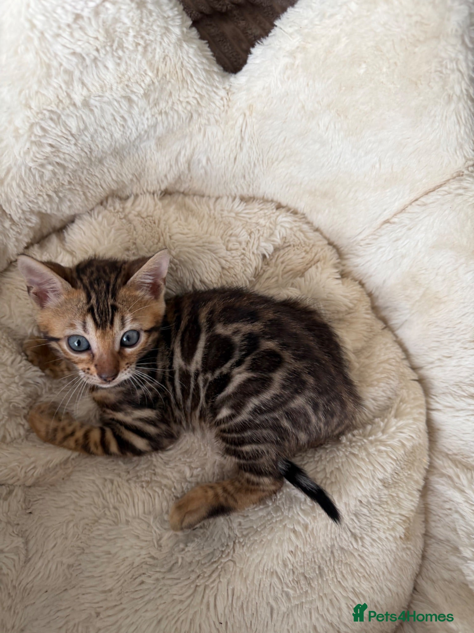 Bengal cats TICA pure breed Bengal kittens available.  - Advert 1