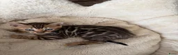 Bengal cats for sale: TICA pure breed Bengal kittens available.  - Advert 1