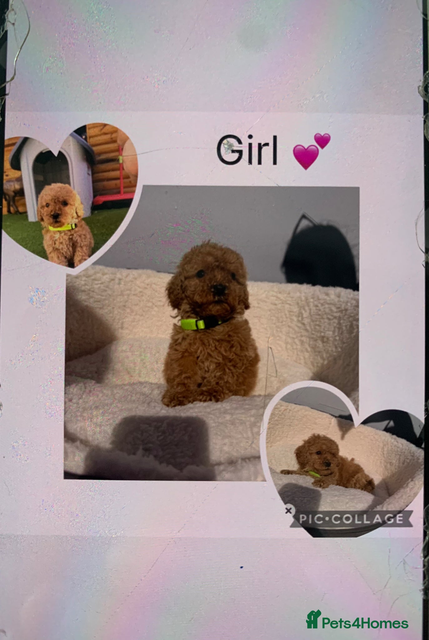 Cavapoo dogs Stunning F1BB Toy cavapoo - Advert 2