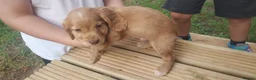 Cocker Spaniel dogs for sale: Health tested cocker spaniel puppies - Advert 11