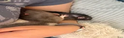 Rat rodents for sale: 4 Friendly and Playful Pet Rats for Rehoming - Advert 6
