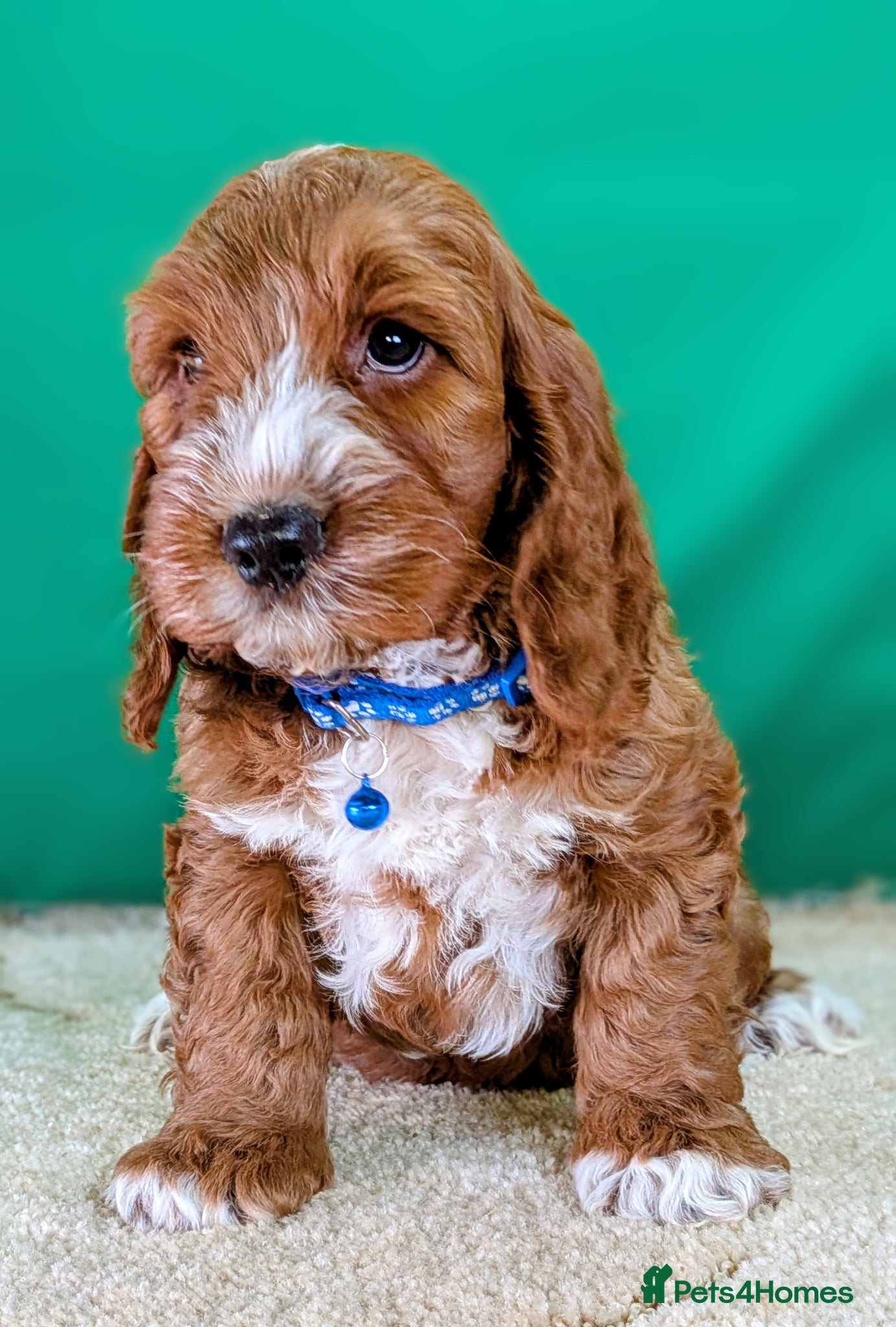 Cockapoo dogs 🐾 Your New Best Friend is Waiting! 🐾 - Advert 2