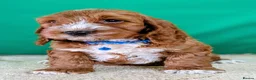 Cockapoo dogs for sale: 🐾 Your New Best Friend is Waiting! 🐾 - Advert 4