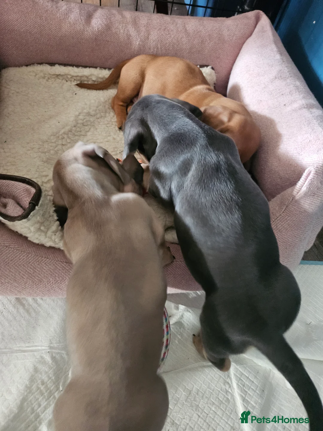 Miniature Dachshund dogs for sale: Kc registers mini smoothaired dachshund puppies - Advert 3