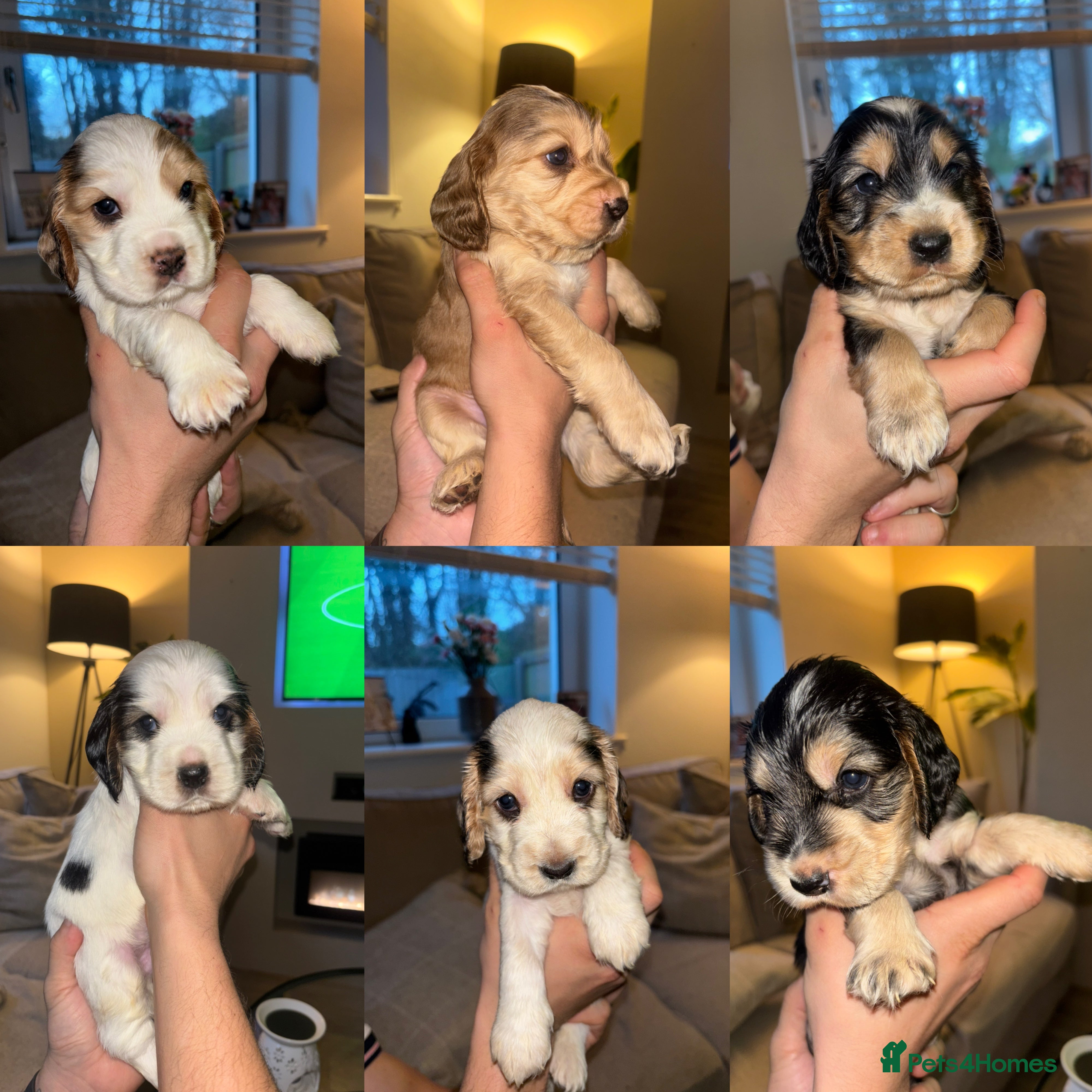 Cocker Spaniel dogs KC registered show-type Cocker Spaniel puppies  - Advert 16