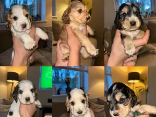 Cocker Spaniel dogs KC registered show-type Cocker Spaniel puppies - Advert 16