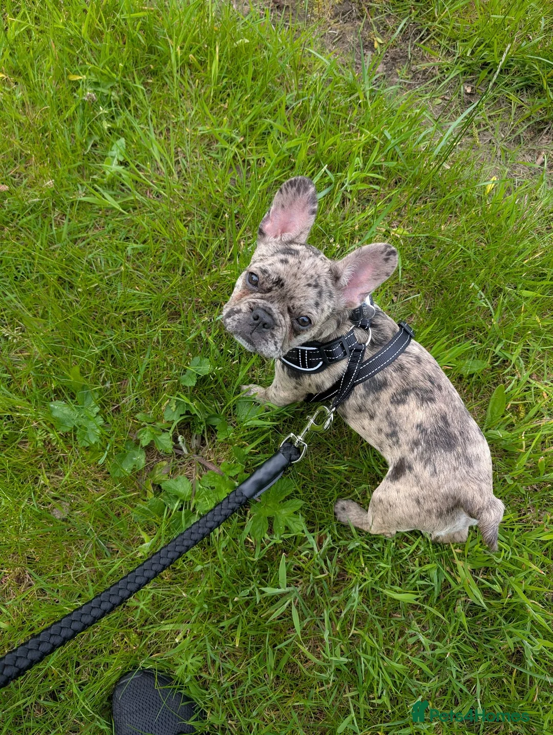 French Bulldog dogs for sale: French bulldog merle - Advert 7