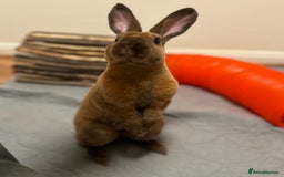 Rex rabbits for sale: purebred mini rex male  - Image 1