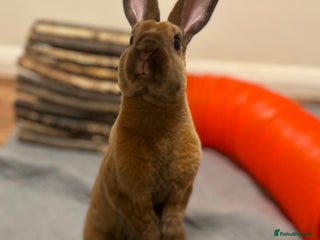 Rex rabbits - Advert 7