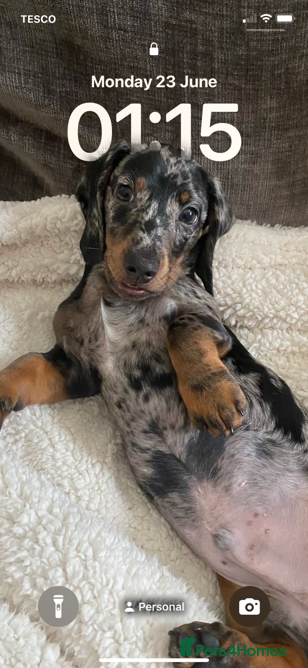 Dachshund dogs for sale: Standard dachshund  - Advert 13