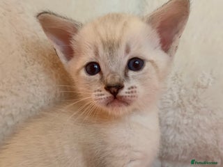 Siamese cats Siamese x Maine coon - Advert 7