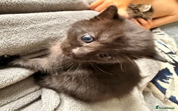 British Longhair cats for sale: 3 Kittens for sale  - Image 3