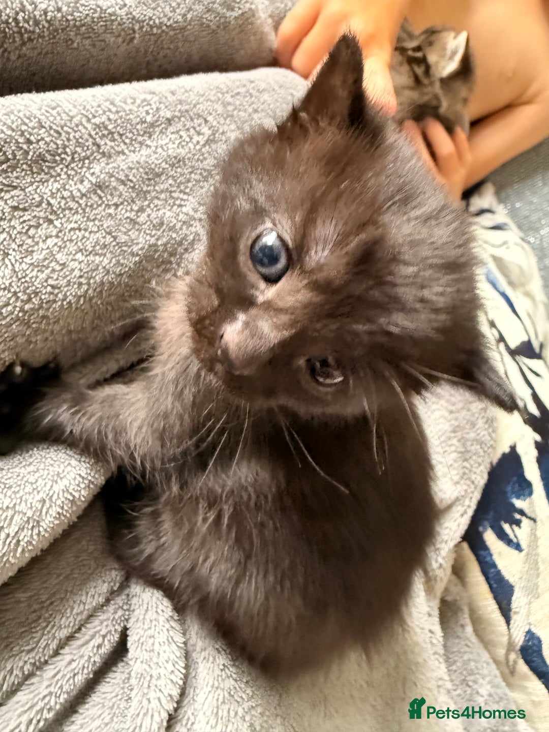 British Longhair cats for sale: 3 Kittens for sale  - Image 3