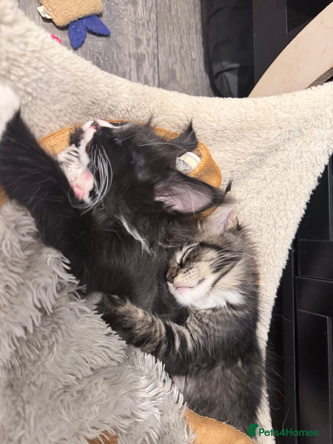 Maine Coon cats for sale: TICA reg adorable Maine Coon baby kittens  - Advert 35