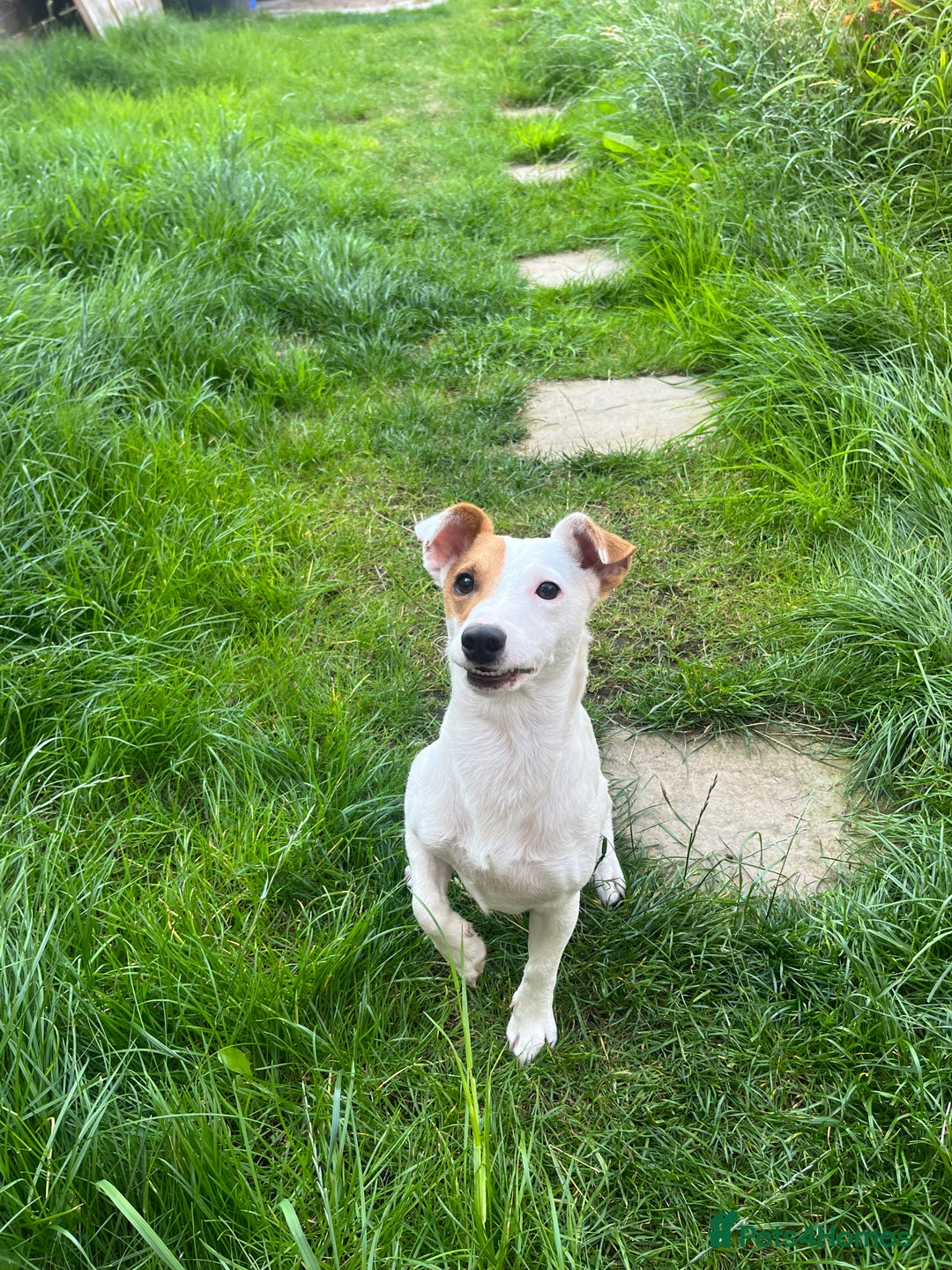 Jack Russell dogs for stud: Beautiful Jack Russell for Stud  - Image 19